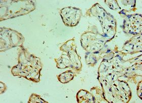 CEBPG Antibody
