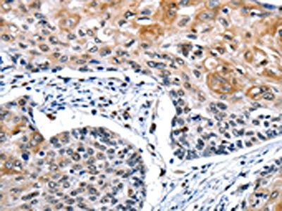 CEBPG Antibody