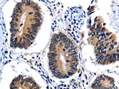 CEBPG Antibody