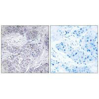 CEBPG Antibody