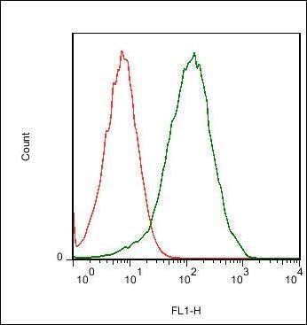 CELSR3 Rabbit Polyclonal Antibody