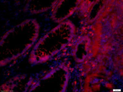 CELSR3 Rabbit Polyclonal Antibody