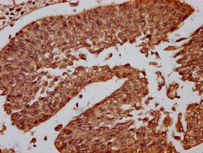 CENPA Antibody
