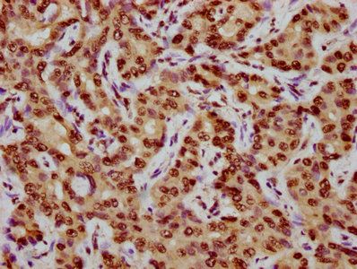 CENPA Antibody