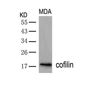 CFL1 Antibody