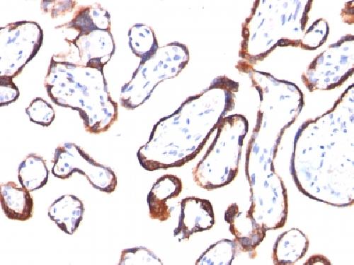 CGB3, CGB5, CGB8, NA Antibody