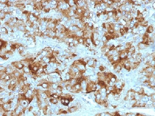 CHGA Antibody