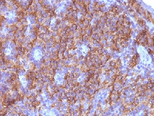CHGA Antibody