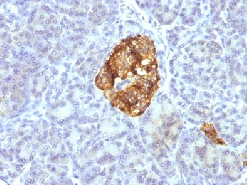 CHGA Antibody