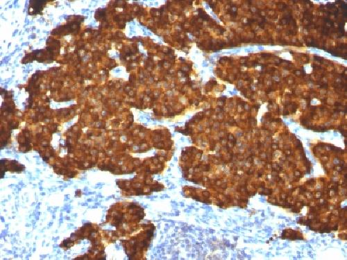CHGA Antibody