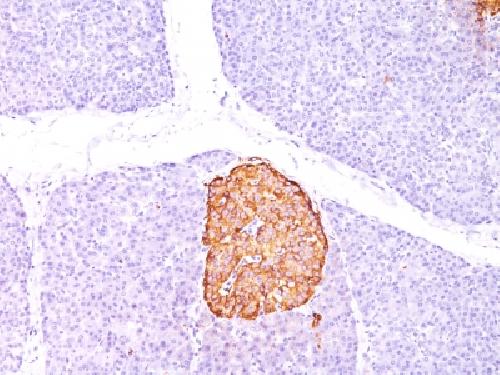 CHGA Antibody