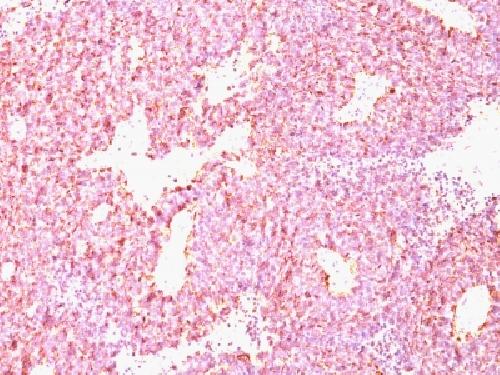 CHGA Antibody