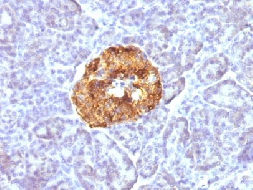 CHGA Antibody