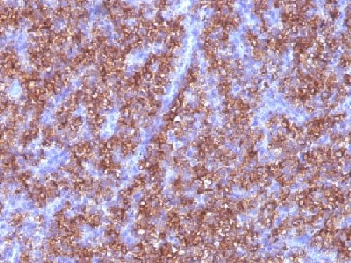 CHGA Antibody