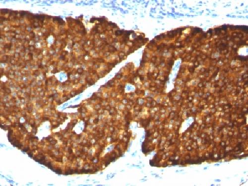 CHGA Antibody