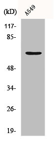 CHGA Antibody