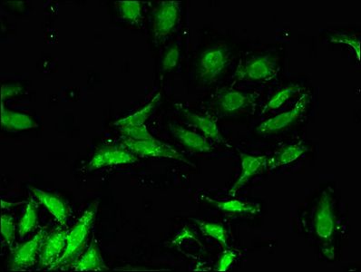 CHP1 Antibody