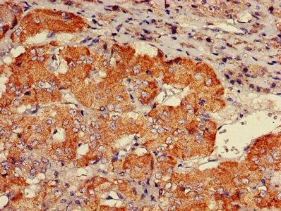 CHP1 Antibody