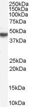 M1 mAChR/CHRM1 Antibody