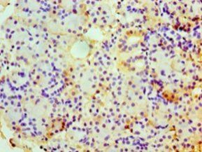 CHGA Antibody