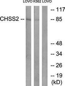CHSY2 Antibody