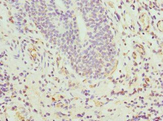 CIAPIN1 Antibody