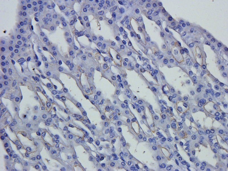 Claudin 1 Rabbit Polyclonal Antibody