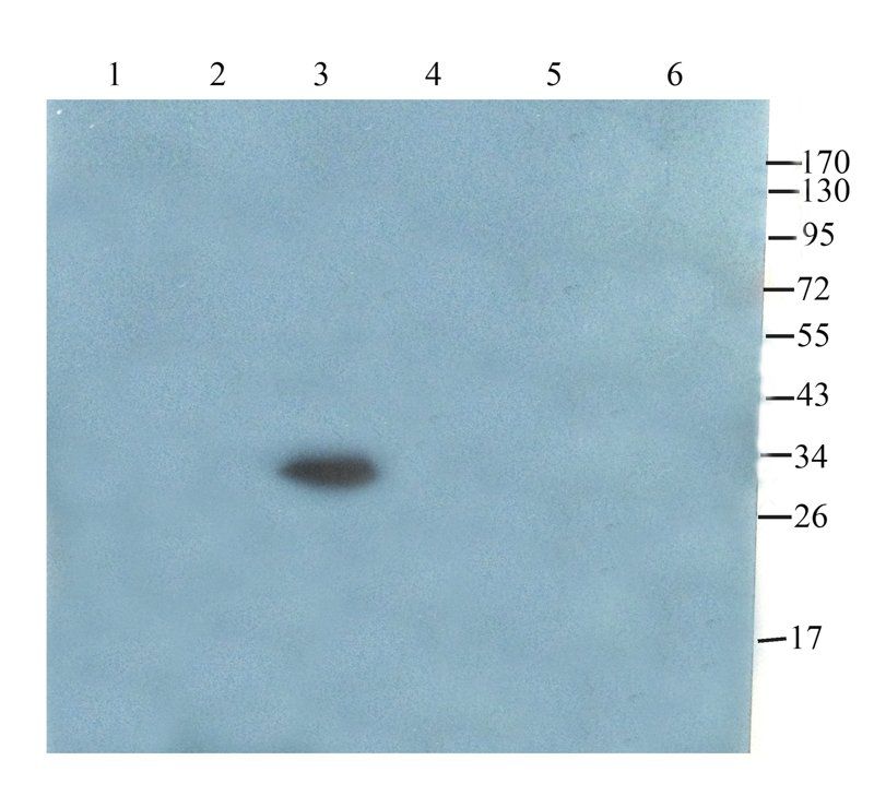 Claudin 1 Rabbit Polyclonal Antibody