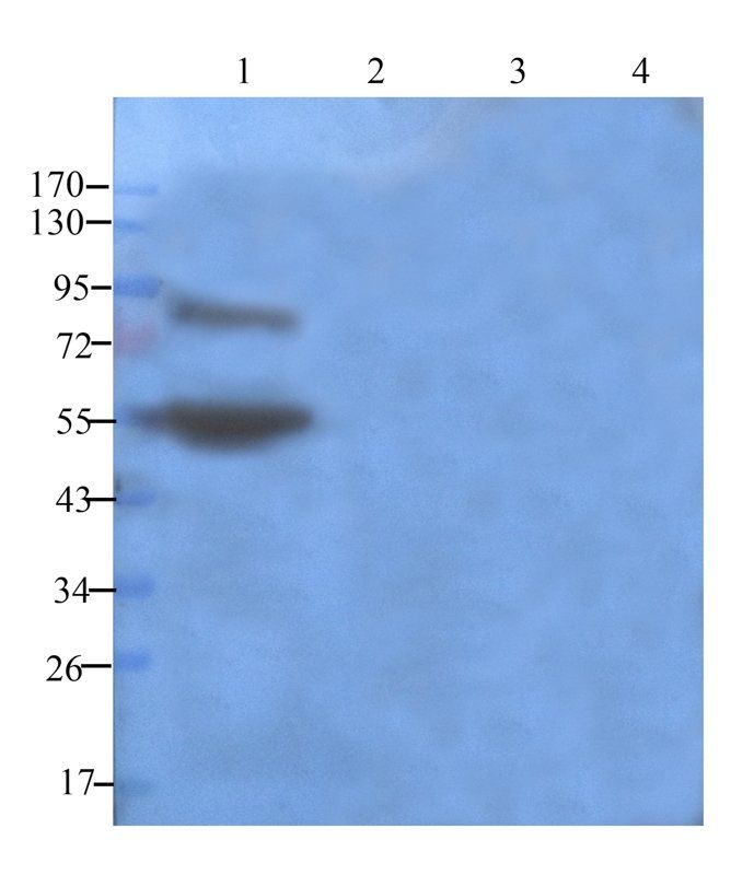 Claudin 5 Rabbit Polyclonal Antibody