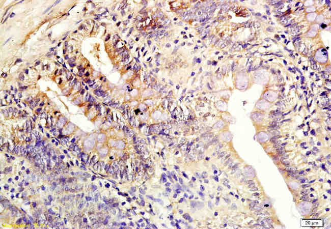 Claudin 3 Rabbit Polyclonal Antibody