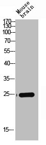 CLDN4 Antibody