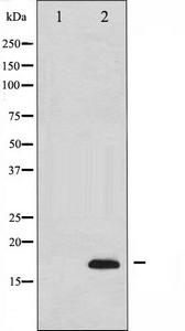 CASP3 Antibody