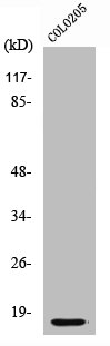 CASP3 Antibody