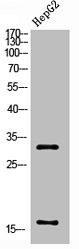 CASP3 Antibody