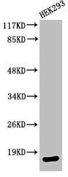 CASP3 Antibody