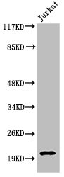 CASP7 Antibody