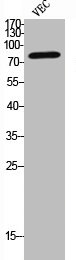 COL1A2 Antibody