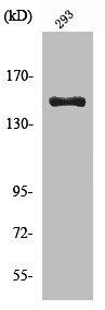 COL4A3 Antibody