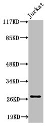COL4A3 Antibody