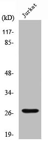 CTSC Antibody