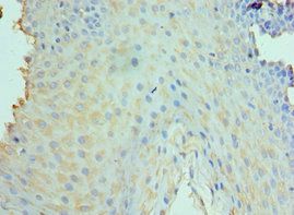 CLEC12A Antibody
