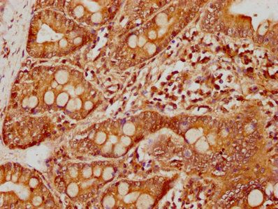 CLEC14A Antibody