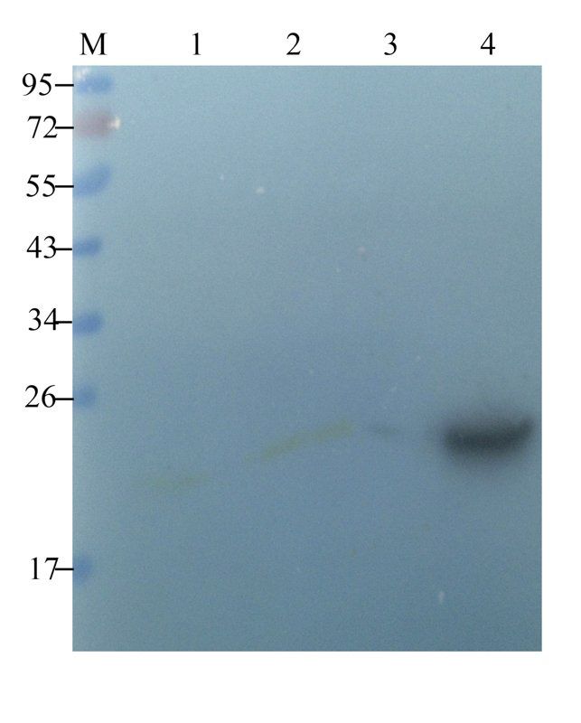 CLEC1B Rabbit Polyclonal Antibody