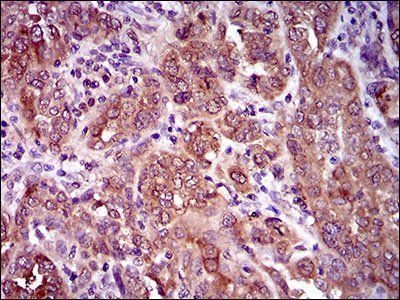 CLGN Antibody