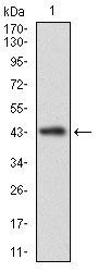 CLGN Antibody