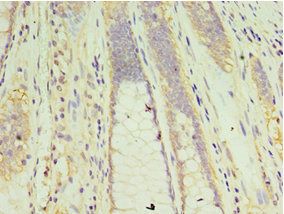 CLK2 Antibody