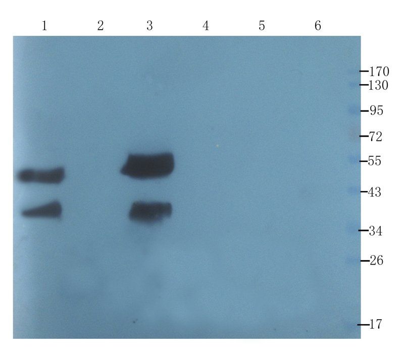 CLU Rabbit Polyclonal Antibody