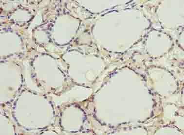 CMC4 Antibody