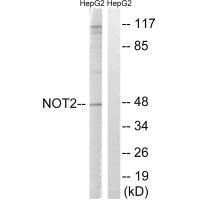 CNOT2 Antibody