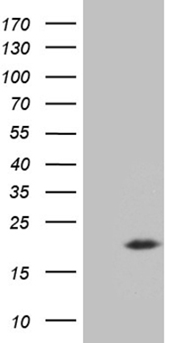 CNP Antibody